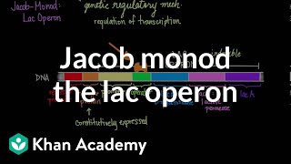 JacobMonod The Lac operon  Biomolecules  MCAT  Khan Academy [upl. by Lraed]