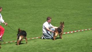 SV BSZS 2009 Ulm GHKL Hundinen Working dog class female part 1 [upl. by Ezechiel92]