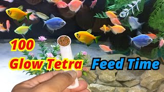 Glofish feed time  How to feed Glow Tetra  Widow Tetra Feeding  Umair Saeed [upl. by Barvick]