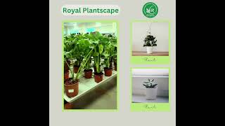 All Indoor and Outdoor Plants Available in Dubai [upl. by Hurd]