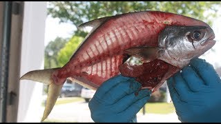 The BEST way to fillet a pompano [upl. by Eelsew]