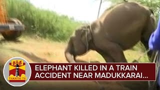 Elephant killed in a Train Accident near Madukkarai  Thanthi TV [upl. by Chao832]