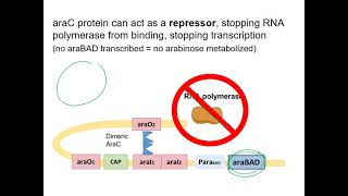 The Arabinose Operon [upl. by Ifar]