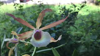 Brassavola Nodosa x McpChristinae Sarasota Sunset [upl. by Neeruan]