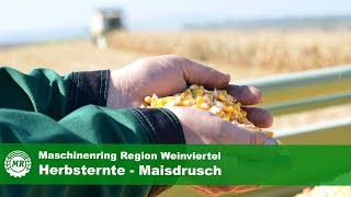 Maisdrusch  Maschinenring Region Weinviertel [upl. by Ahsata595]