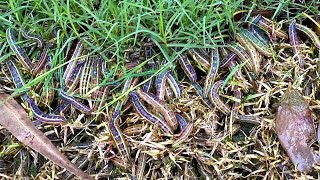 The Garden Gurus  Lawn Armyworms [upl. by Maro]