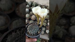 Echinopsis Hybrid White 🤍🤍 [upl. by Turner]