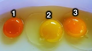 Which Egg Do You Think Came From Healthy Chicken [upl. by Seraphim]