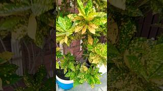 croton plant 🌵 motivation katha crotonplantcare houseplants gardening plants [upl. by Llennoc]