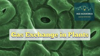 ALevel Biology Gas Exchange in Plants [upl. by Notserp712]