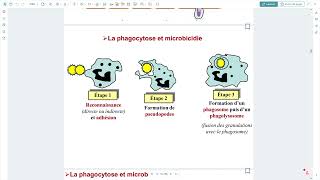 Immunologie  Phagocytose et cellules phagocytaires [upl. by Nova]