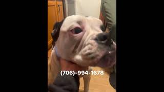 Olde English Bulldogge available for adoption [upl. by Allenotna]