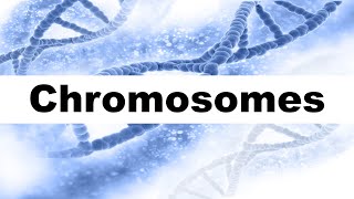 Chromosome Structure and Function I Autosomes and Sex Chromosomes [upl. by Winifield240]