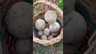 Do you know this fruit 😍  Wood Apple Juice Recipe  Nature Village Life 😋😋😋 [upl. by Orvan70]