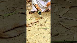 The man was able to catch the snake with binbasin rescue snake kingcobra [upl. by Lindi58]