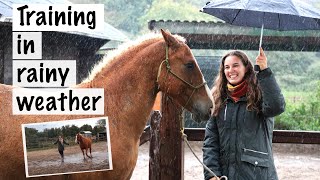 Training in a wet arena  Happy Horsemanship TV [upl. by Pierre]