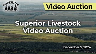 Superior Livestock Auction  Video Auction [upl. by Salba552]