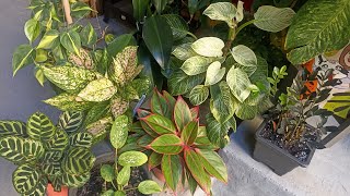 Qual diferença entre 4 plantas de sombra  comigo ninguém pode aglaunema amarantas Philodendron [upl. by Kcirdneh]