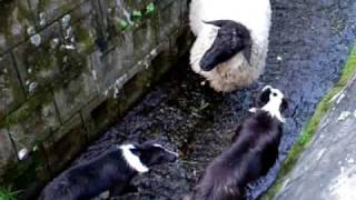 working sheepdog Border Collie in Japan 20099004 [upl. by Waylen]