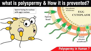 what is polyspermy and how it is prevented   polyspermy in human in Hindi [upl. by Arahsit43]