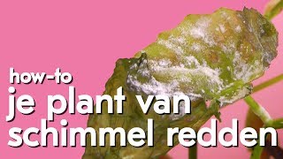 Hoe verwijder en voorkom je schimmel op je plant [upl. by Aneeras419]