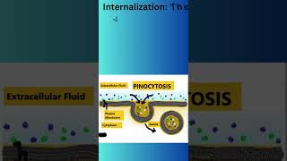 What are the two types of Endocytosispart 2 Pinocytosis trending shorts viral pinocytosis [upl. by Tade]