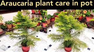 Why araucaria plant turn yellow Araucaria plant care christmas tree care norfolk island plant [upl. by Anyr]