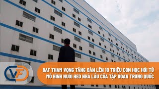 BAF tham vọng tăng đàn lên 10 triệu con học hỏi từ mô hình nuôi heo nhà lầu của Tập đoàn Trung Quốc [upl. by Nerahs542]