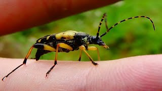 Rutpela maculata  Poda 1761  Cerambycidae  Lepture tacheté longicorne jaune et noir [upl. by Yenruogis739]