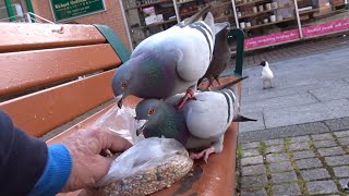 Best Pigeons In The World [upl. by Caravette]