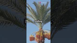 Amazing Uses of the Date Palm Tree facts tree trending urbaji shorts short funfacts trend [upl. by Kiker]