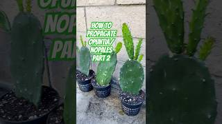 Grow your own OpuntiaNopales Part 2🌵 nopales opuntia pricklypear shorts cacti fruit garden [upl. by Lunseth]