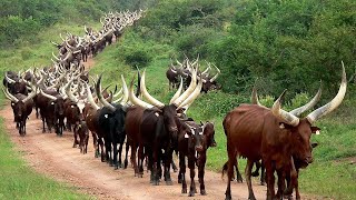 Millions Of Longhorn Cattle In America And Africa Are Raised This Way  Cattle Farming [upl. by Kelby]