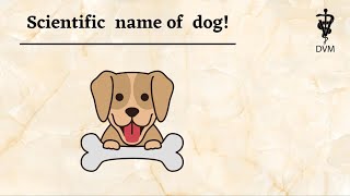 Scientific name of dog [upl. by Sainana380]