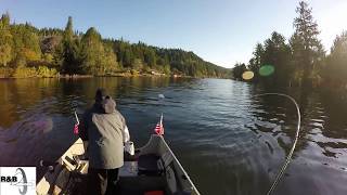 How to rig 360 Flashers with some coho caught on the Siuslaw River [upl. by Aeynod397]