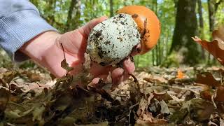 Quando le GALLINE fanno le UOVA OVOLIAmanita caesareaCOCCHI Mushrooms [upl. by Kersten770]