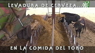 Toros de Manuel Caro levadura de cerveza en la comida del ganado bravo  Toros desde Andalucía [upl. by Uwton]