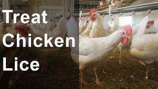 Best way to treat lice or mites on chickens [upl. by Kwan281]