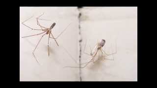 Pholcus phalangioides [upl. by Botzow]