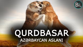 Qurdbasar yoxsa Kangal Alabay  Digər itlərlə muqayisə edirlər  Nəhəng və Göstərişli [upl. by Eiclehc]