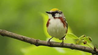 Chestnutsided Warbler [upl. by Silohcin]