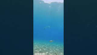 Watch till the end 🤯 fish lovethereef beautifulanimals calm scubadiving oceanreef [upl. by Dovev]