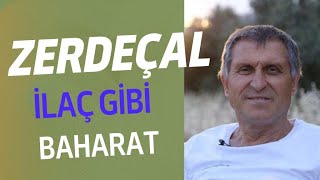 ZERDEÇALIN FAYDALARI I ZERDEÇAL NASIL KULLANILIR I ZERDEÇAL ÇAYI NASIL YAPILIR [upl. by Cartwell]