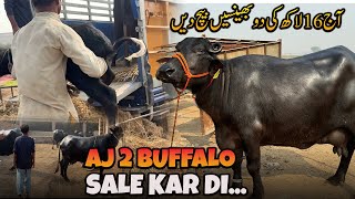 Waqar Bhinder Ne AJ 3 BUFFALO SALE KAR DI W [upl. by Ayekim]