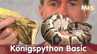 Königspython Basic  Python regius  Reptil TV [upl. by Nealon]