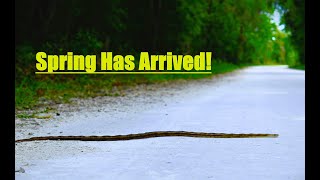 Winter to spring herping in Florida Pinewoods snake Ratsnakes Watersnakes and more [upl. by Collyer95]