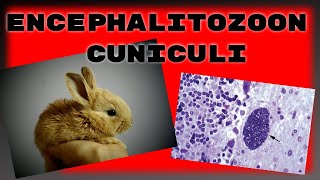 Encephalitozoon cuniculi in rabbits What you need to know about ecuniculi [upl. by Ominoreg]