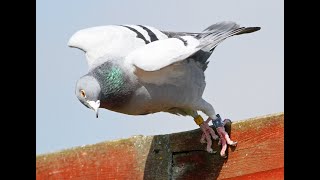 Racing Pigeons Easy method  How to Basket train the young racing pigeons [upl. by Reddin]