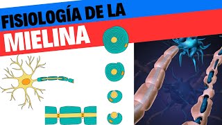 Formación y fisiología de la mielina Neurociencias 7 [upl. by Mulford330]