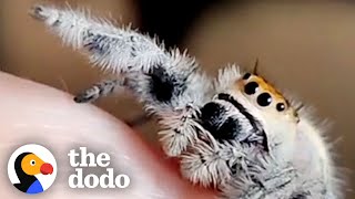 Spider Learns To Ask For HighFives  The Dodo Little But Fierce [upl. by Ecadnac]